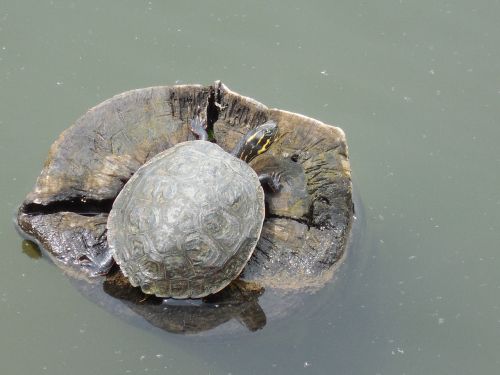 water turtle nature