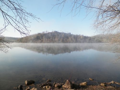 water fog tree