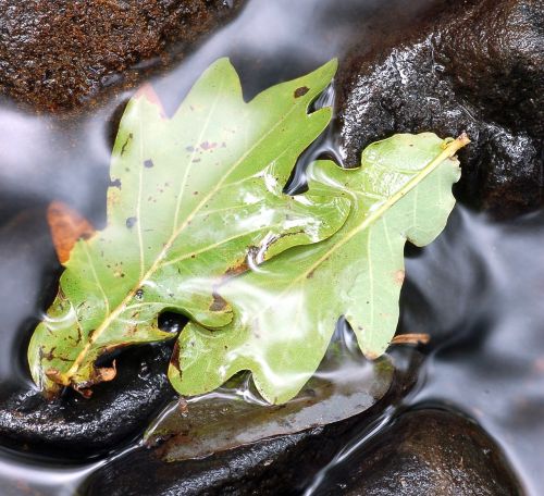 water leaves stones