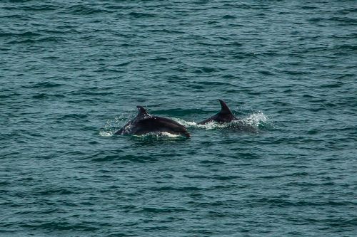 water priroda ocean