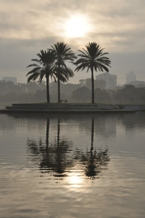 water lake tree