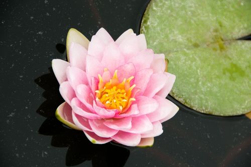 water lotus aquatic plant
