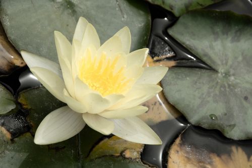 water lotus aquatic plant