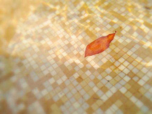 water leaf mosaic