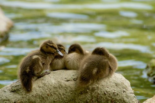 water stone waterfowl