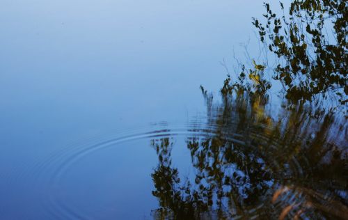 water tree nature