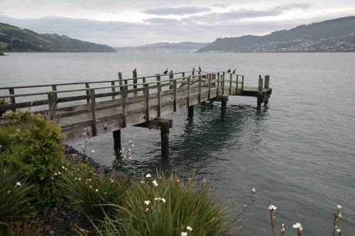 water pier cormorants