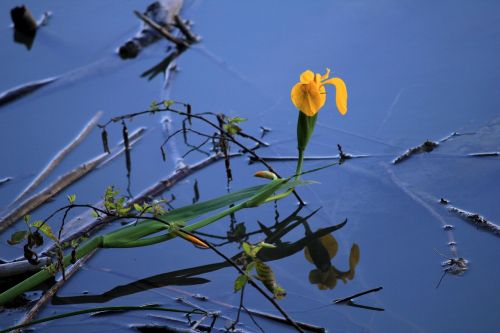 water reflection flower