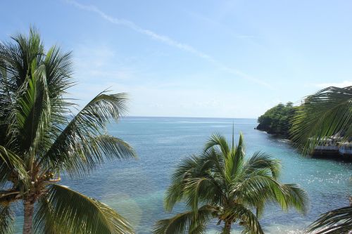 palm tree water island