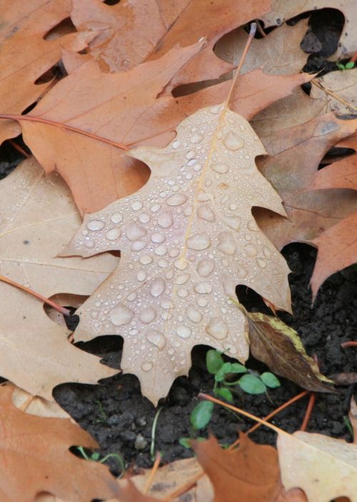 water droplets leaf