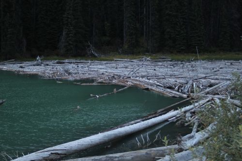 water lake logs