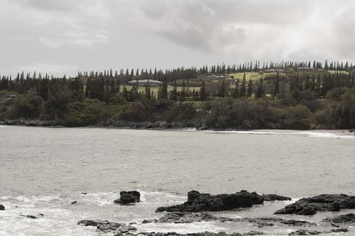 water sea trees