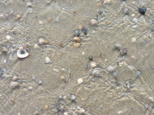 water mussels sea