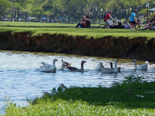 water birds grass