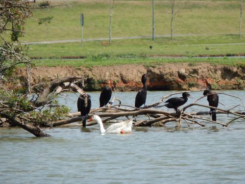 water bird tree