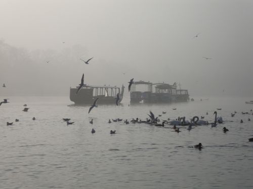 water the fog birds