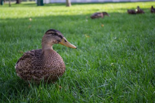 water bird duck animals