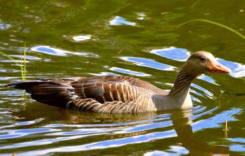 water bird water duck