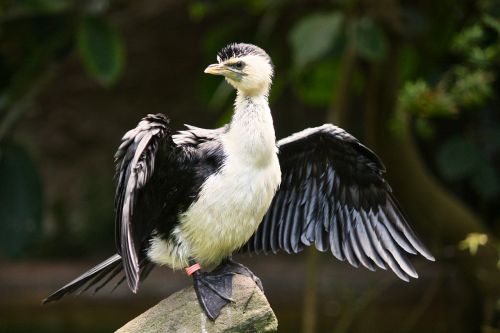 water bird bird animal