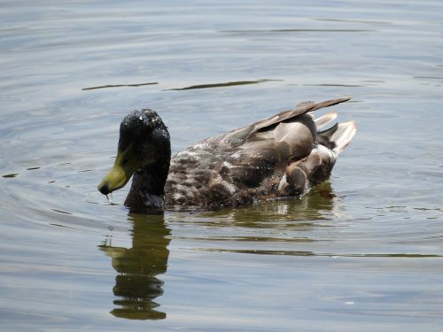 water bird duck duck bird