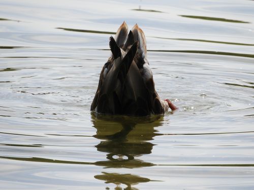 water bird diving water