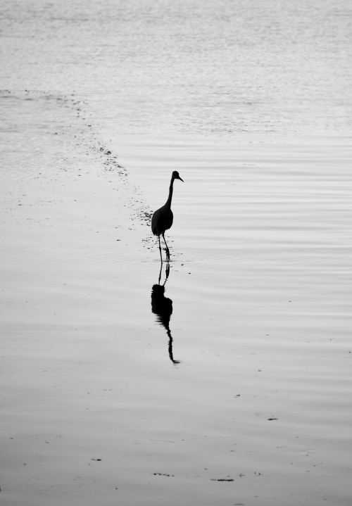 water bird heron bird