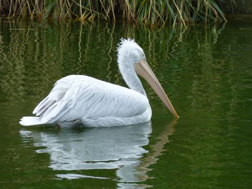 water bird pelikan nature