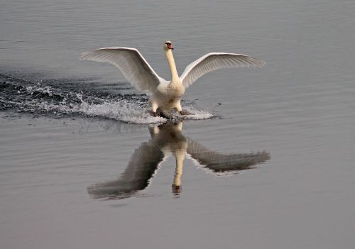water bird swan lake