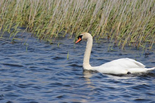 water bird white swan wildlife photography