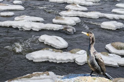 water bird winter ice river