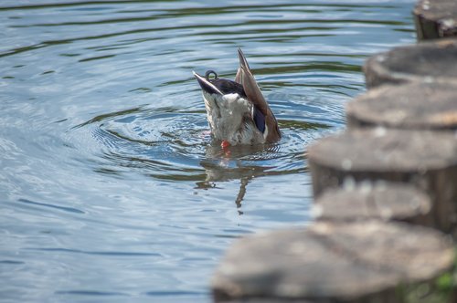 water bird  drake  diving