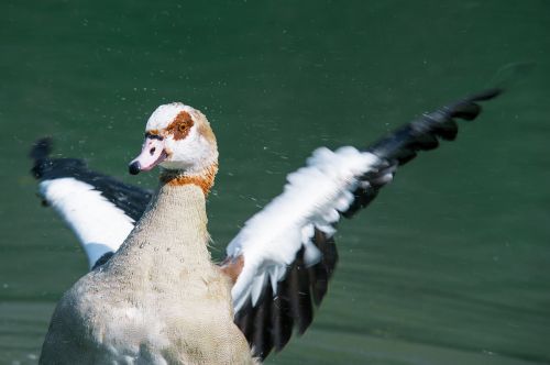 water bird water bird