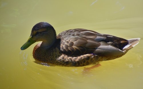 water bird  duck  plumage