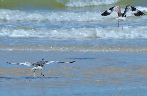 water bird  ocean  waves