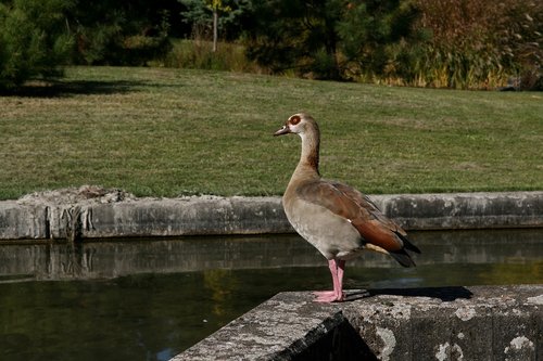 water bird  goose  nilgans