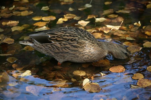 water bird  duck  mallard