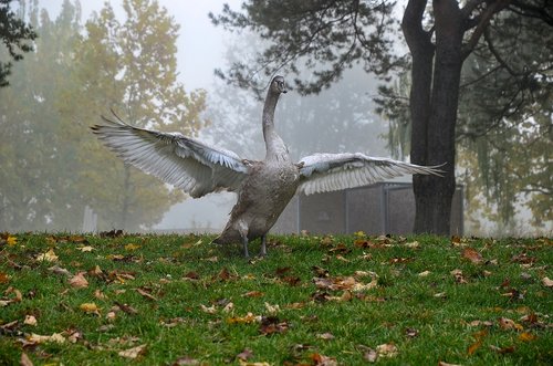 water bird  swan  plumage