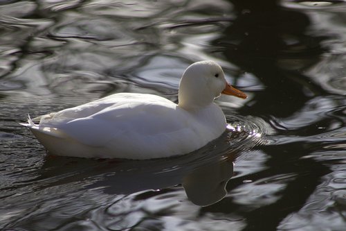 water bird  duck  mallard