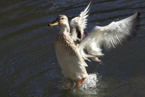 water bird  duck  mallard