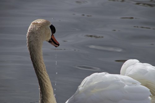 water bird  swan  white