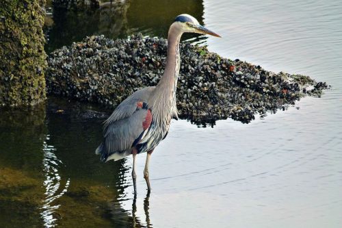 water bird mussels water