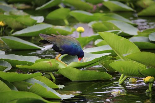 water bird lily pads bird