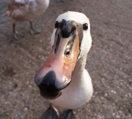 water bird swans bird