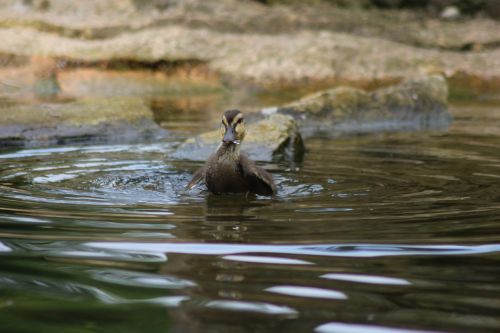 water bird ducks animal