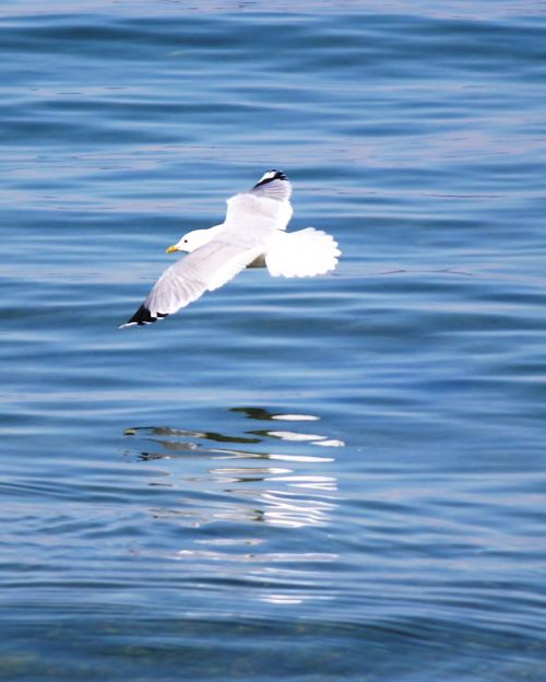 water bird seagull flight