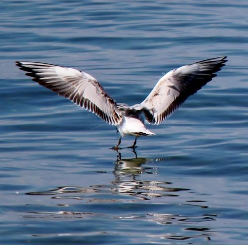 water bird seagull flutter