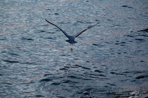 water bird heron flight