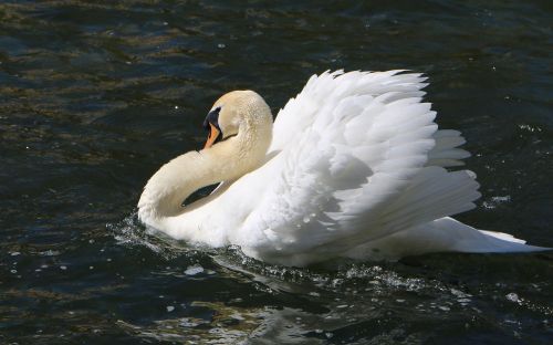 water bird swan drohgebärde