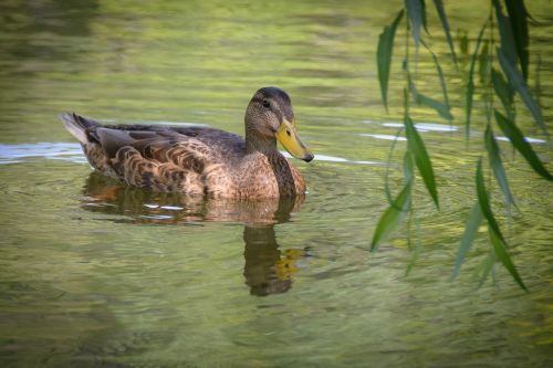 water bird duck animal portrait