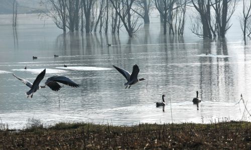 water birds silhouette migrant